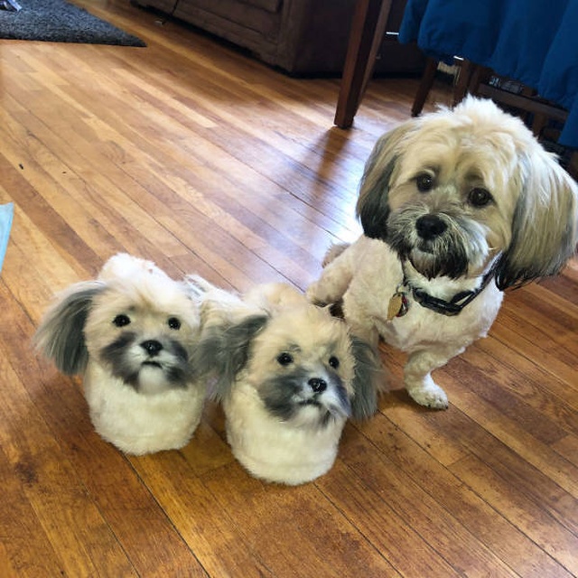 They Make The Exact Copies Of Your Pets (17 pics)
