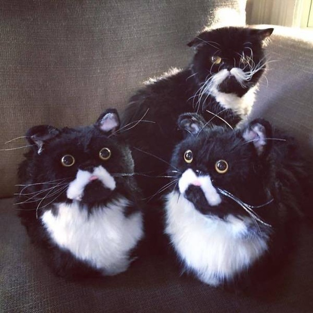 They Make The Exact Copies Of Your Pets (17 pics)