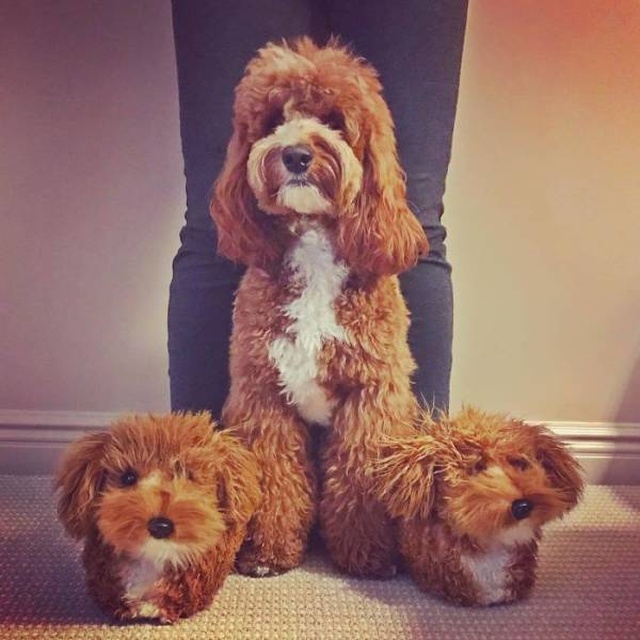 They Make The Exact Copies Of Your Pets (17 pics)