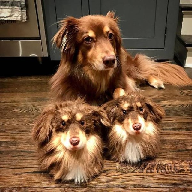 They Make The Exact Copies Of Your Pets (17 pics)