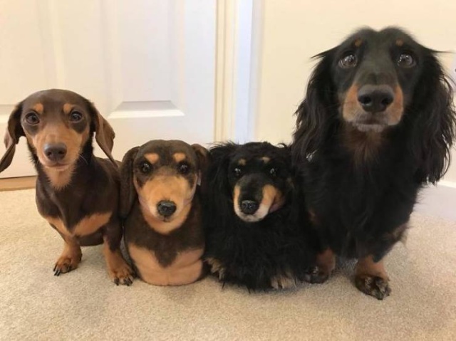 They Make The Exact Copies Of Your Pets (17 pics)