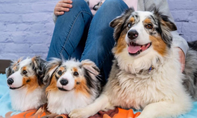 They Make The Exact Copies Of Your Pets (17 pics)