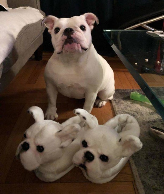They Make The Exact Copies Of Your Pets (17 pics)
