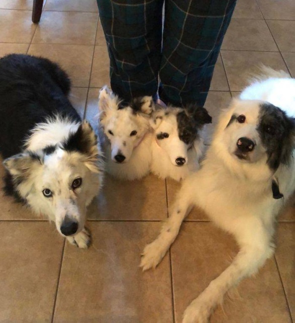 They Make The Exact Copies Of Your Pets (17 pics)