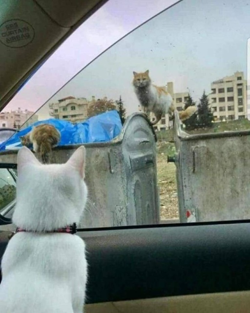 When A Picture Says More Than Just A Thousand Words (44 pics)