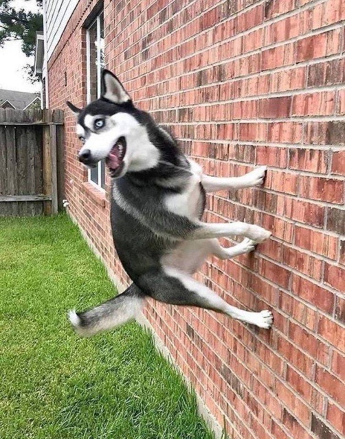 Funny And Cute Animals (57 pics)