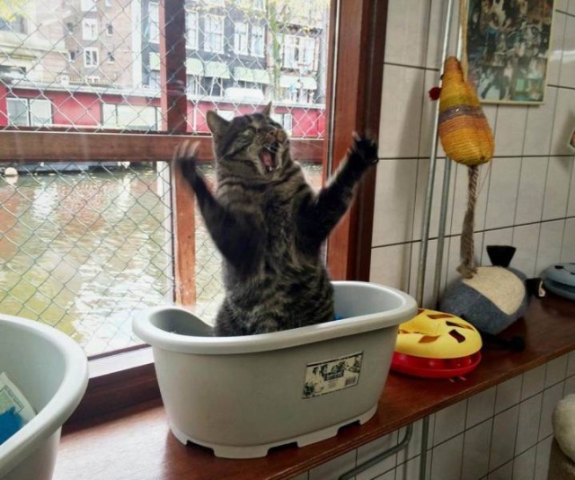 Acid Picdump (92 pics)