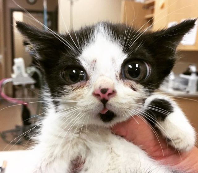 Adopted Kitty With Huge ‘Glass’ Eyes (9 pics)