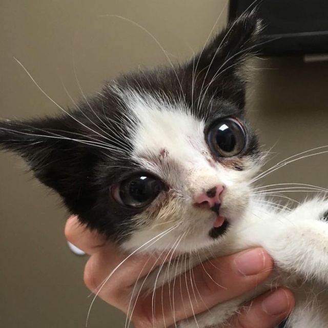 Adopted Kitty With Huge ‘Glass’ Eyes (9 pics)