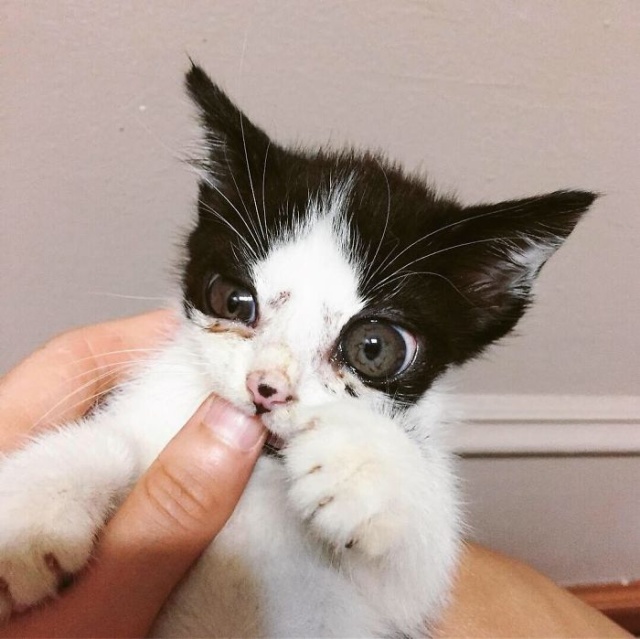 Adopted Kitty With Huge ‘Glass’ Eyes (9 pics)