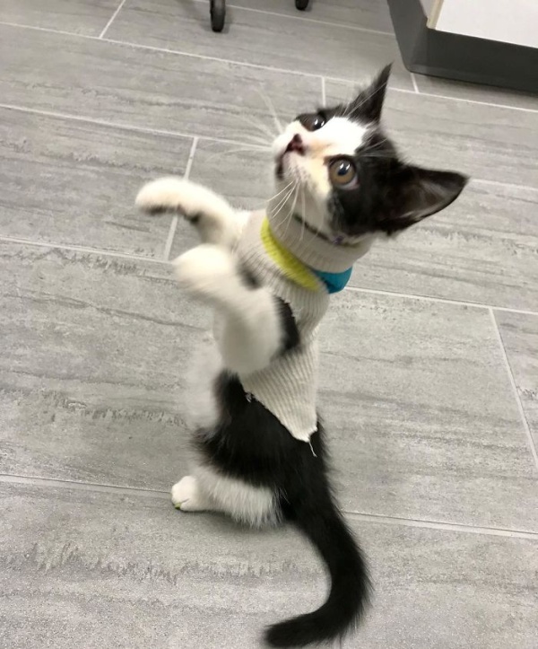 Adopted Kitty With Huge ‘Glass’ Eyes (9 pics)
