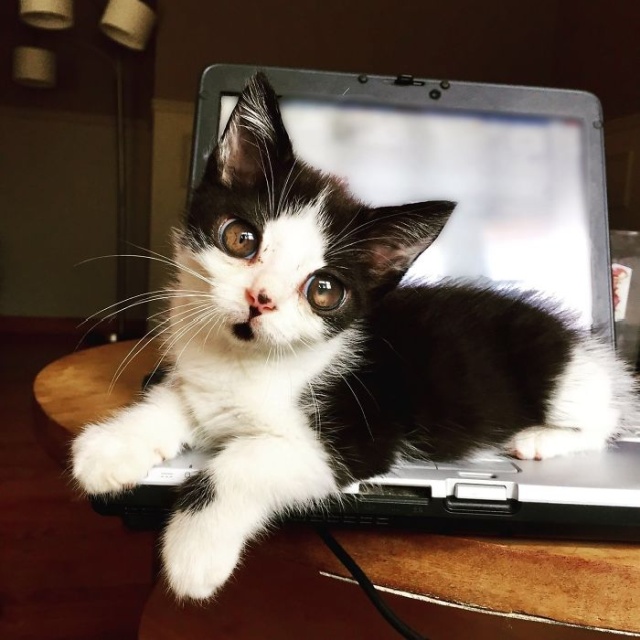 Adopted Kitty With Huge ‘Glass’ Eyes (9 pics)