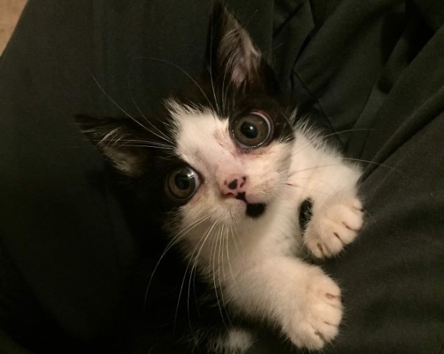 Adopted Kitty With Huge ‘Glass’ Eyes (9 pics)