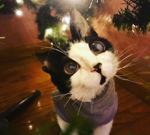 Adopted Kitty With Huge ‘Glass’ Eyes (9 pics)