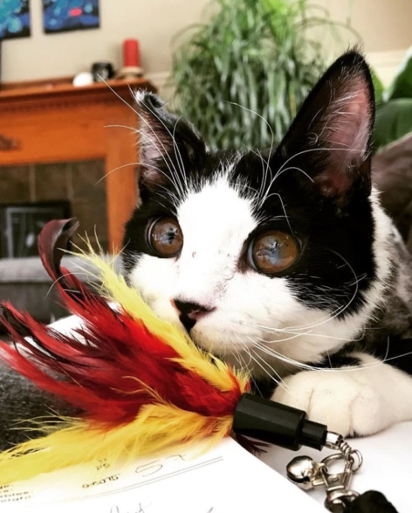 Adopted Kitty With Huge ‘Glass’ Eyes (9 pics)