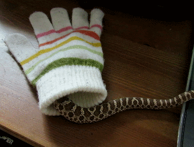 Acid Gifdump, January 30 (25 gifs)