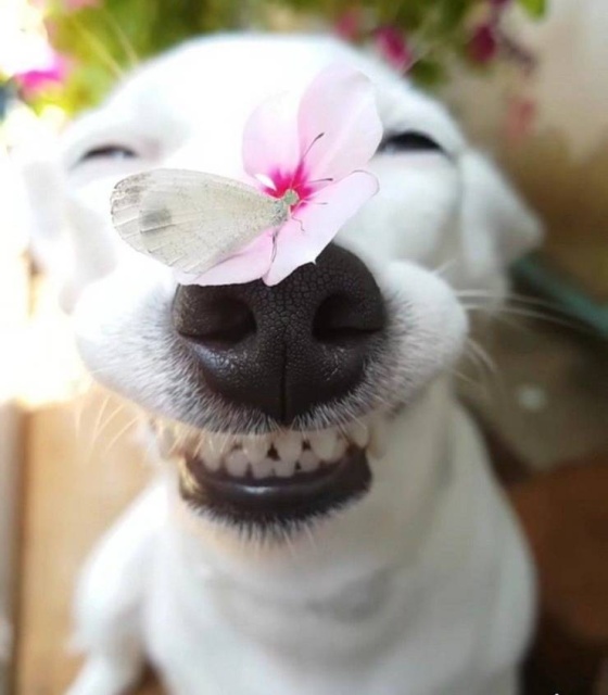Acid Picdump (90 pics)