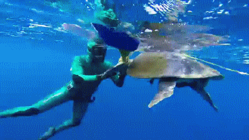 Acid Gifdump, January 31 (25 gifs)
