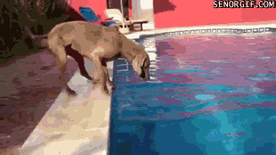 Acid Gifdump, January 31 (25 gifs)
