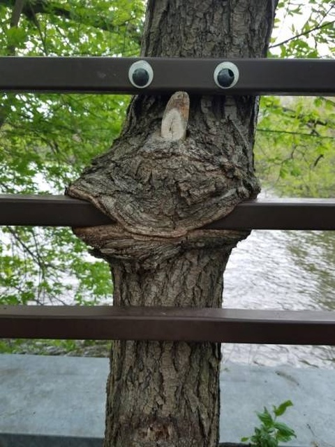 Trees Swallowing Stuff (36 pics)