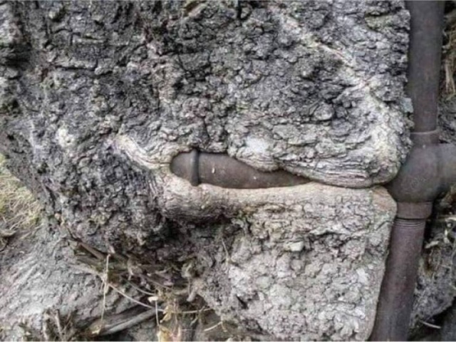 Trees Swallowing Stuff (36 pics)