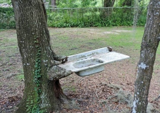 Trees Swallowing Stuff (36 pics)