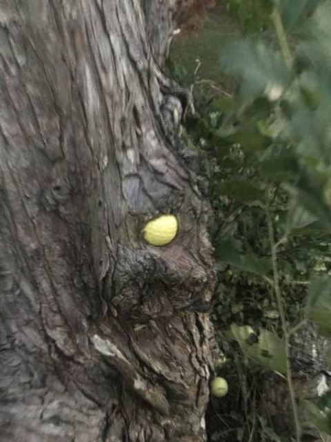 Trees Swallowing Stuff (36 pics)