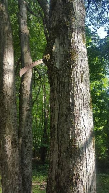 Trees Swallowing Stuff (36 pics)