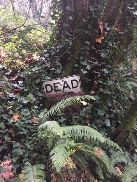Trees Swallowing Stuff (36 pics)