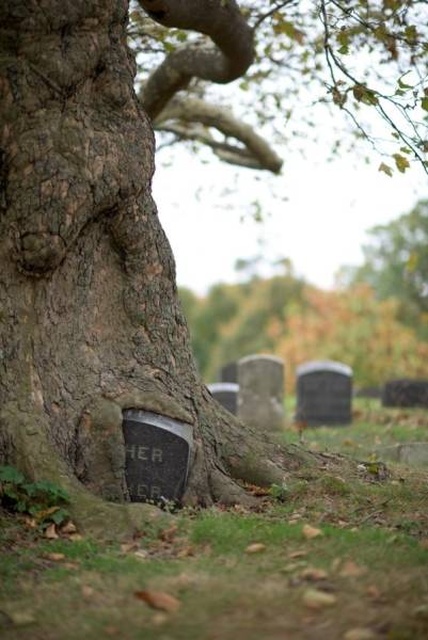 Trees Swallowing Stuff (36 pics)