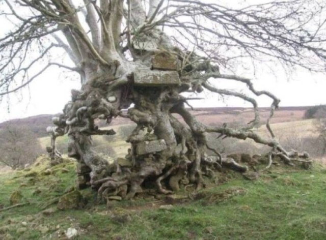 Trees Swallowing Stuff (36 pics)