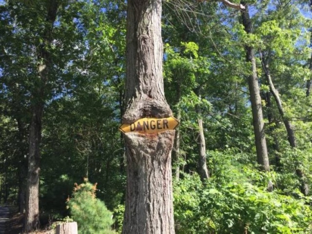 Trees Swallowing Stuff (36 pics)