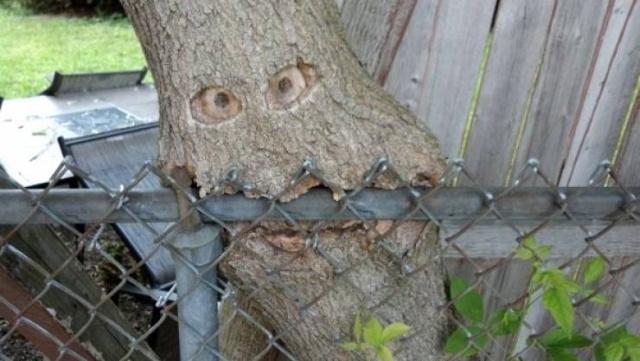 Trees Swallowing Stuff (36 pics)