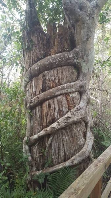 Trees Swallowing Stuff (36 pics)