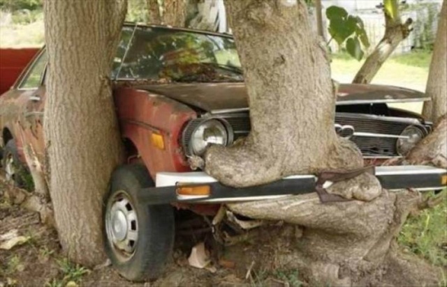 Trees Swallowing Stuff (36 pics)