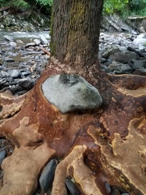 Trees Swallowing Stuff (36 pics)