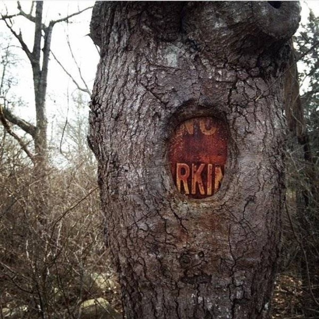 Trees Swallowing Stuff (36 pics)