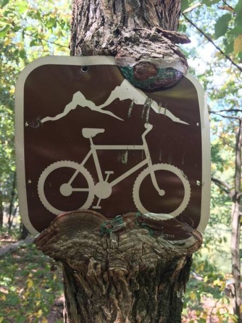 Trees Swallowing Stuff (36 pics)