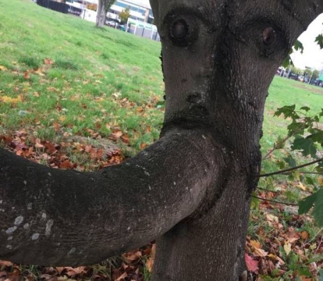Trees Swallowing Stuff (36 pics)