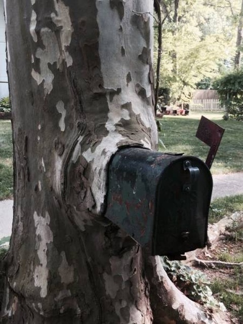 Trees Swallowing Stuff (36 pics)