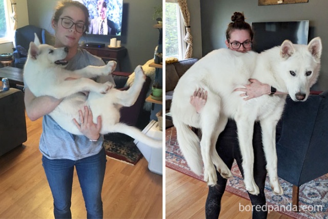 Dogs Growing Up Next To Their Owners (25 pics)