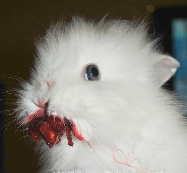 Animals Eating Strawberries (19 pics)