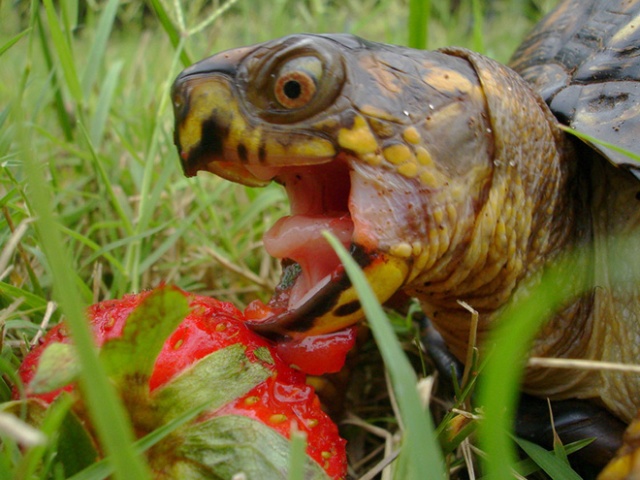 Animals Eating Strawberries (19 pics)