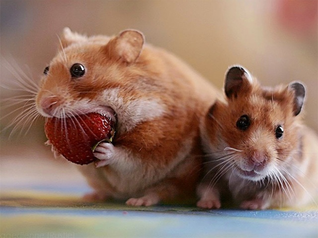Animals Eating Strawberries (19 pics)