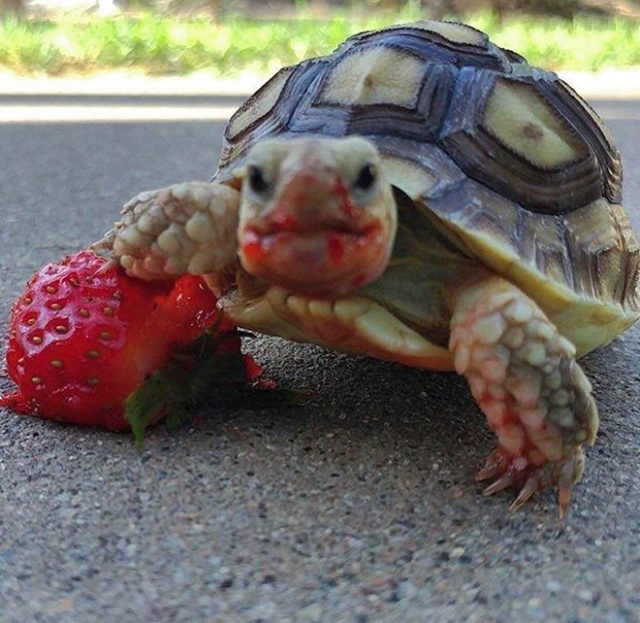 Animals Eating Strawberries (19 pics)