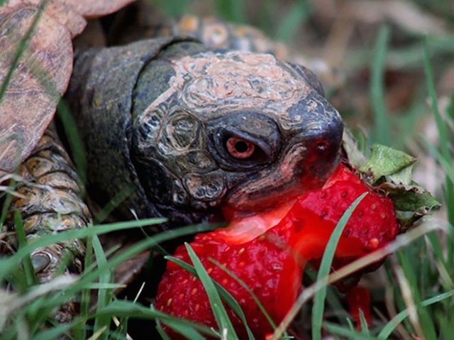 Animals Eating Strawberries (19 pics)