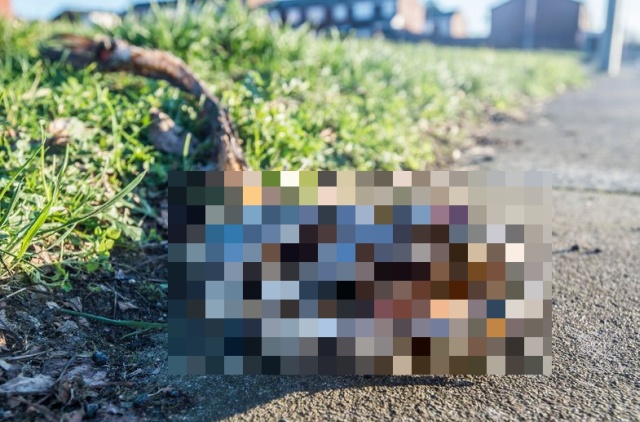 Strange Sea Creature Washed Up In Kirkdale (2 pics)