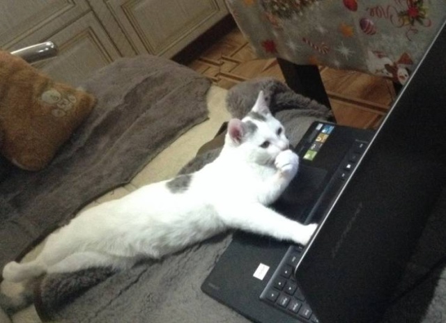 Funny Animals (40 pics)