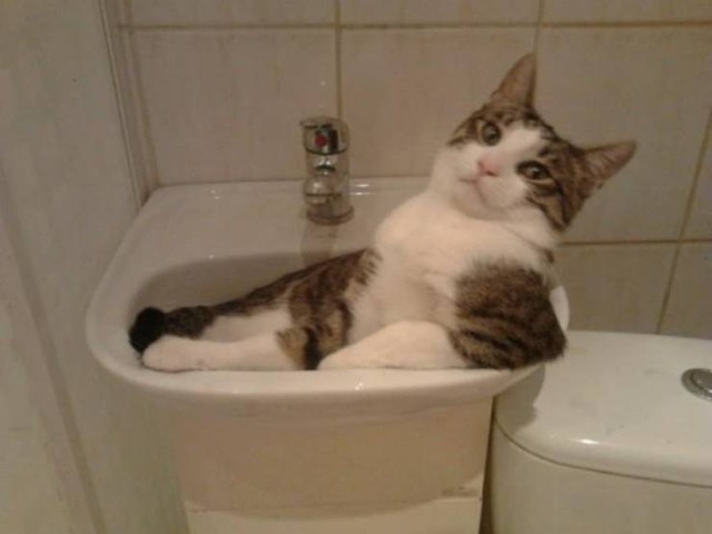 Funny Animals (40 pics)