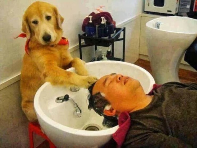 Funny Animals (40 pics)